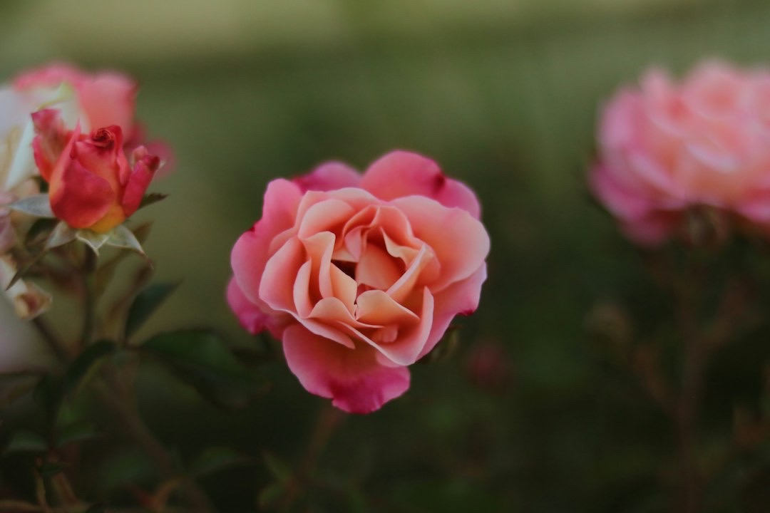 Pink rose in bloom against deep green foliage